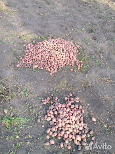 Картофель, кабачки обмен на молочные продукты