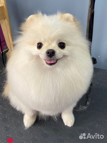 Груминг (стрижка) собак и кошек