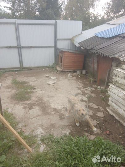 Собака отдам вместе с будкой