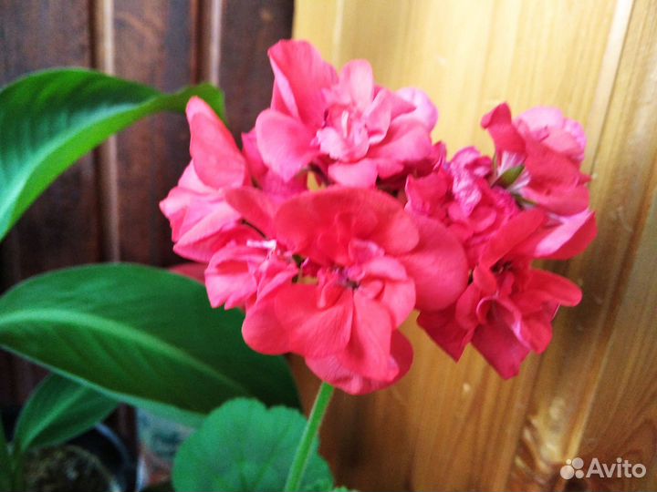 Пеларгония герань