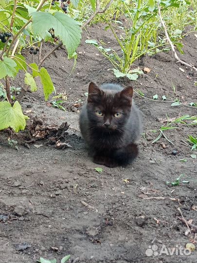 Котенок в добрые руки
