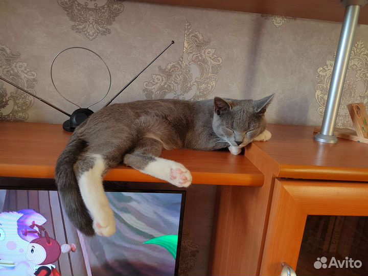 Отдаем котика бесплатно