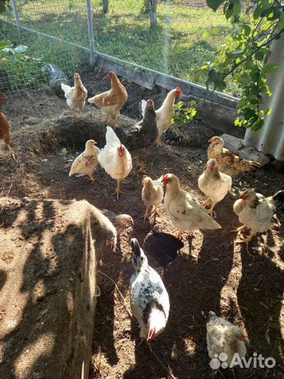 Куры несушки