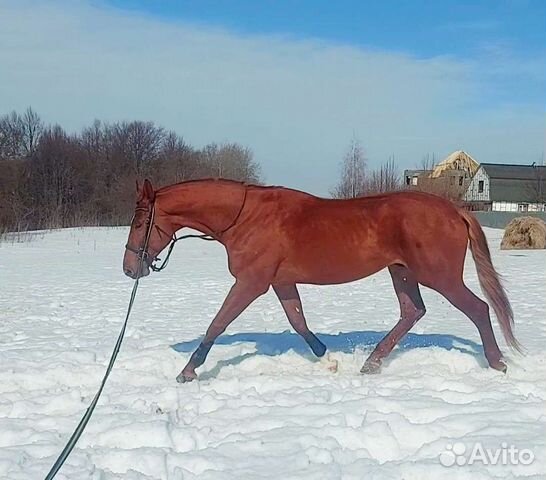 Жеребец,тракен,4года и 7мес,178 в холке