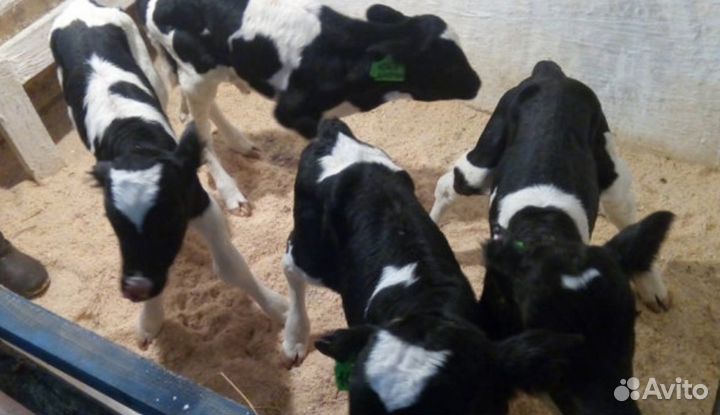 Корова стельная