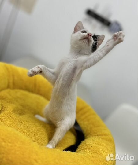 Котенок мальчик