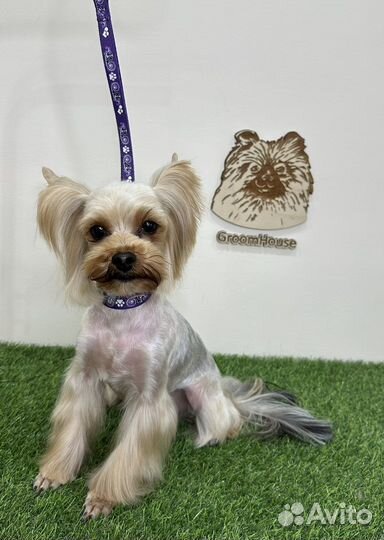 Стрижка собак, груминг животных