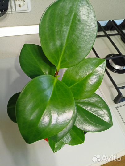 Домашние цветы