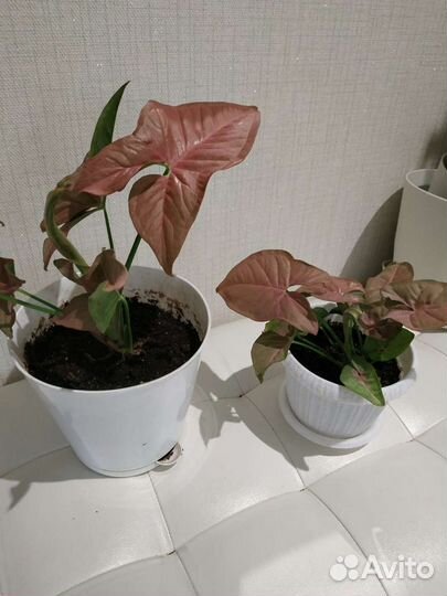 Сингониумы