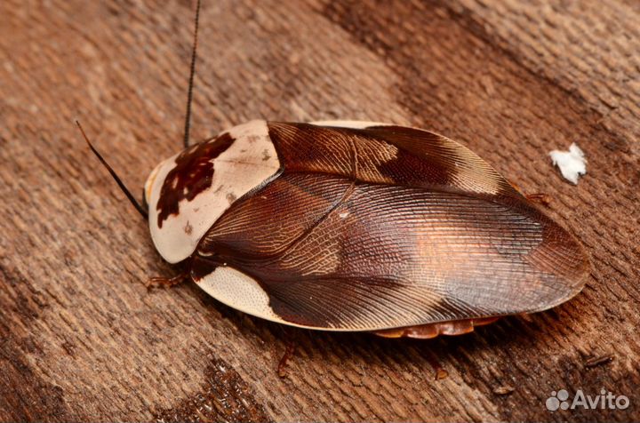 Тропические тараканы