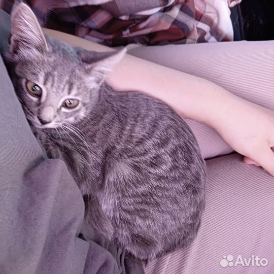 Котенок от британки