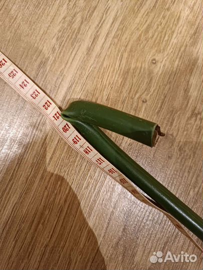 Цветы Ириса