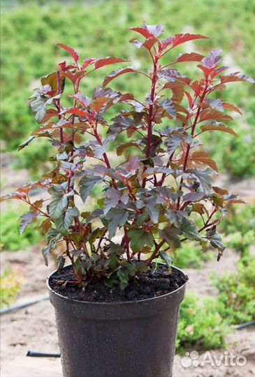 Пузыреплодник Диабло