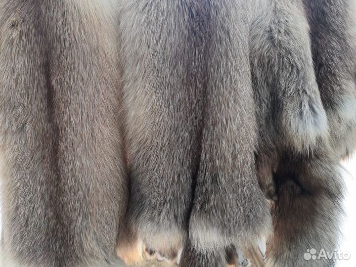 Шкура лисы