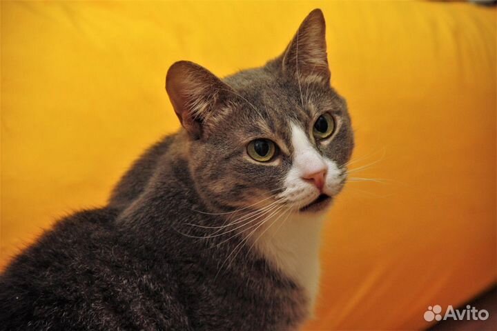 Мышка без хвостика