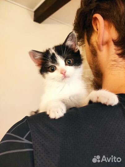 Котенок в любящие руки