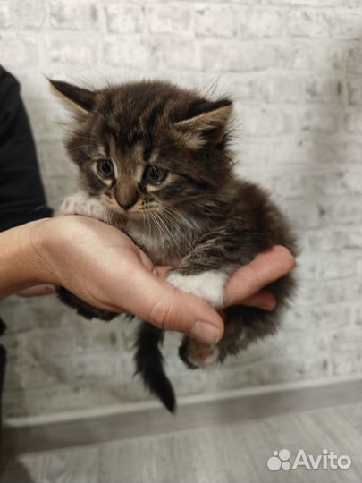 Котята в добрые руки даром