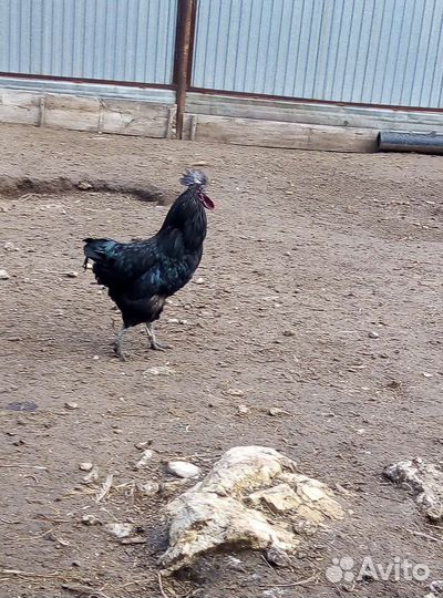 Петух ухейилюй