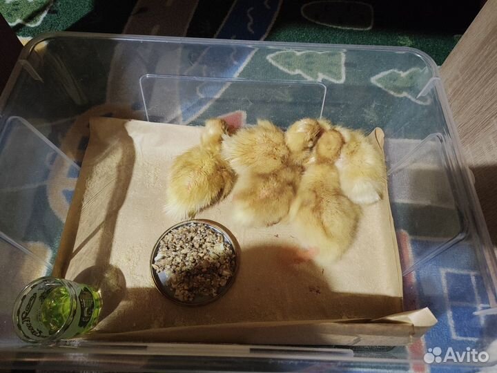 Утиные яйца, утята