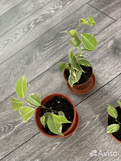 Фикус бенджамина