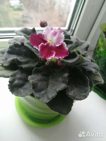 Цветущие фиалки