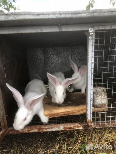 Кролики великаны