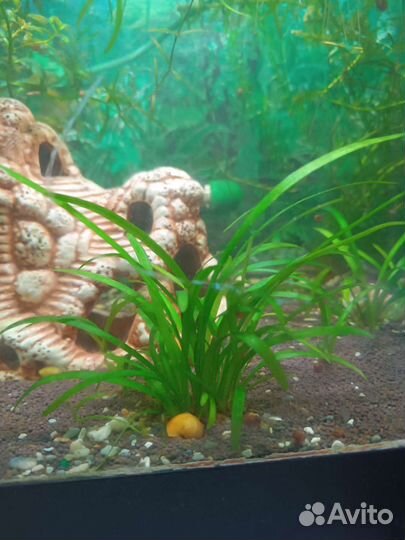 Растения для аквариума