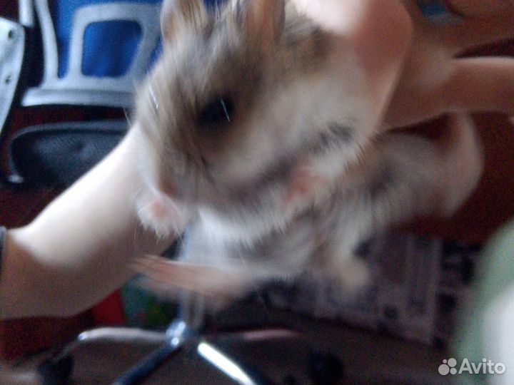 Джунгарский хомяк бесплатно девочка