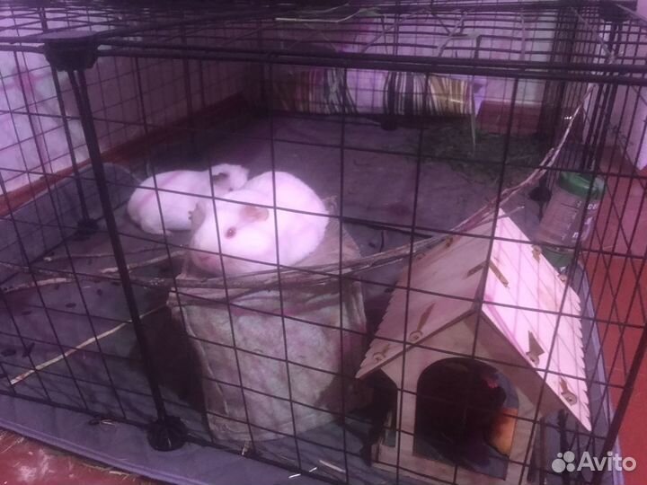 Гвинейские морские свинки