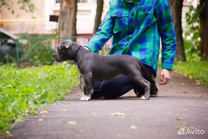 Американский булли стандарт/классик