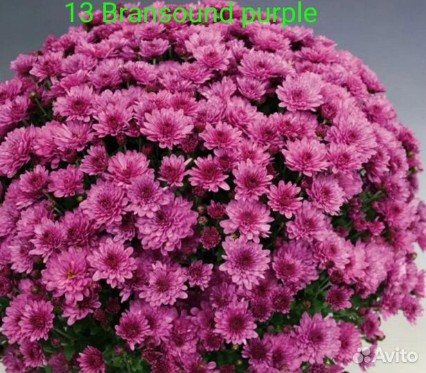 Хризантемы мультифлора