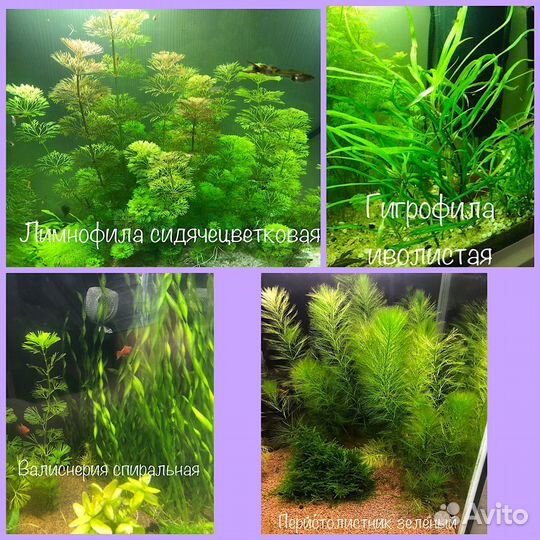 Аквариумные растения