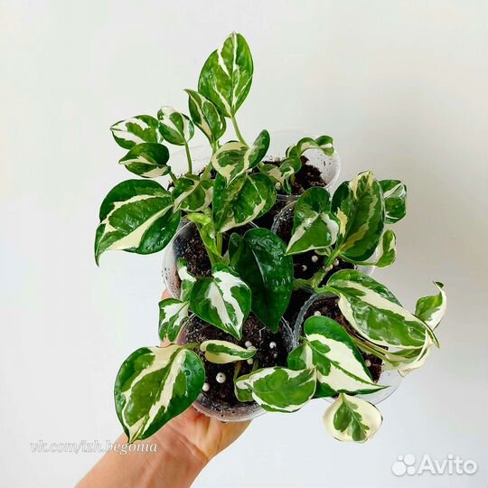 Сциндапсус Филодендрон Эпипремнум