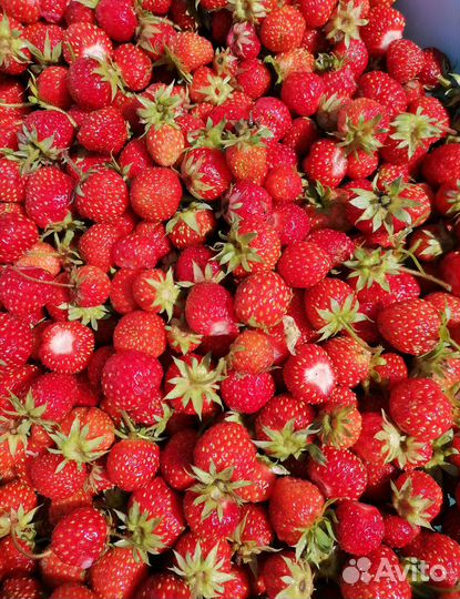 Рассада клубники