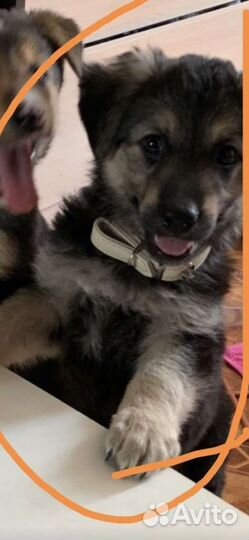 Собаки бесплатно в добрые руки щенки