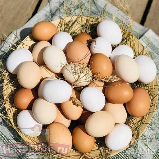 Домашние куриные яйца