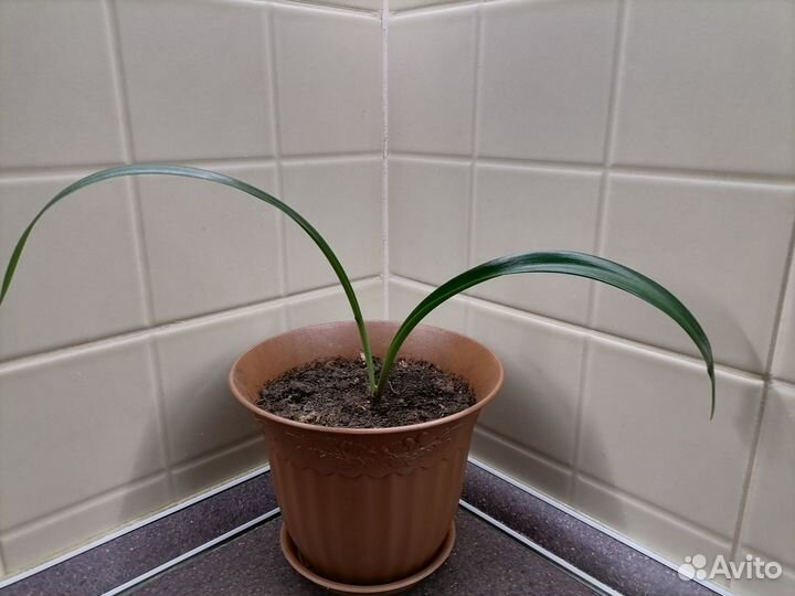 Гиппеаструм амариллис