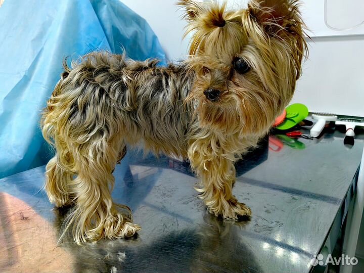 Стрижка кошек и собак