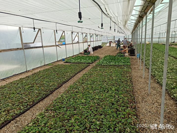 Рассада клубники Мальвина опт/розница