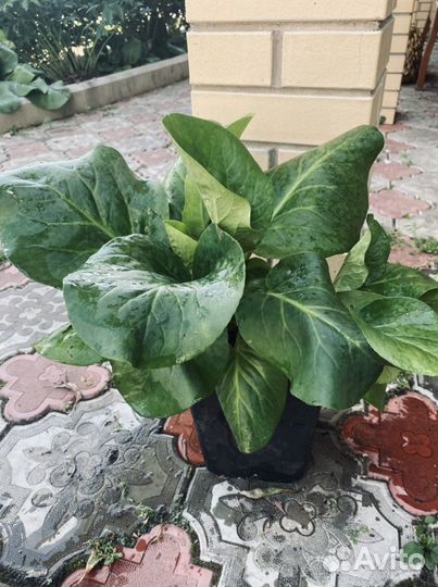 Продам Бадан и Хосты в контейнерах