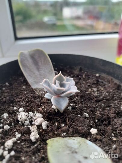 Суккуленты