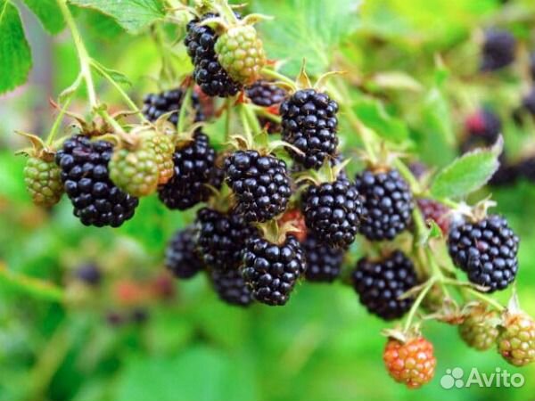 Безшиповая ежевика