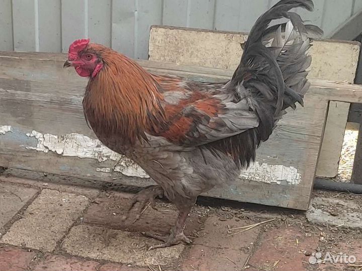 Петушки помесные и породные амерукуана