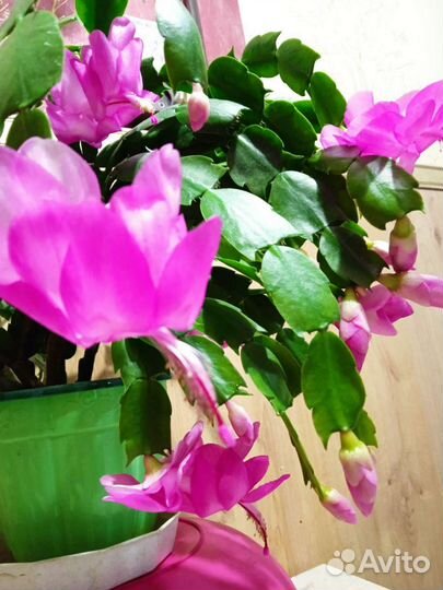 Декабрист шлюмбергера разные цвета