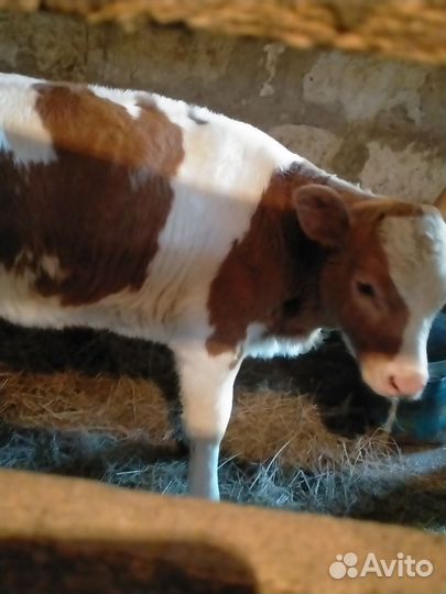 Телка,2мес