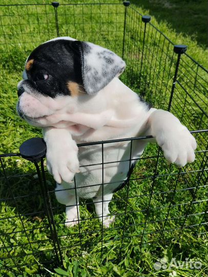 Парень Английского бульдога