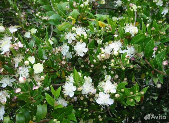 Мирт лекарственный