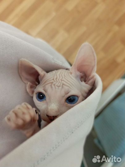 Канадский сфинкс котенок