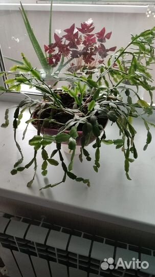 Декабрист, комнатное растение