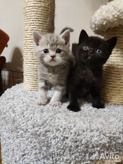 Шотландские котята